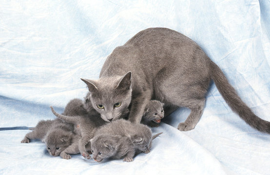 chatte et chatons bleu russe