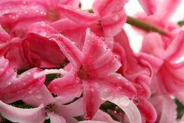 Hyacinths flowers.
