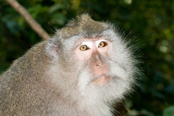 Monkey portrait