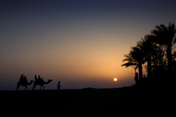Fototapeta na wymiar Camel Pociąg o zmierzchu