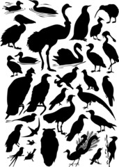 thirty one bird silhouettes