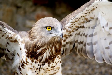 Bussard