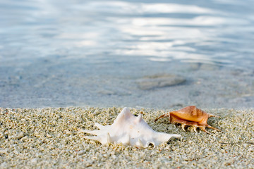 Two cockleshells