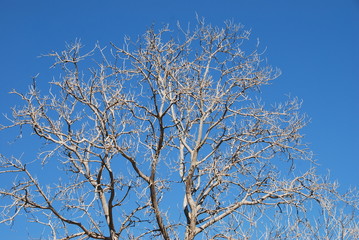 dead tree