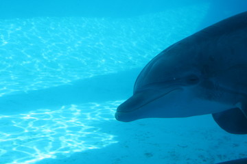 Dolphin looking at you