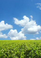 Corn field