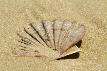 COQUILLE ST JACQUES SABLE