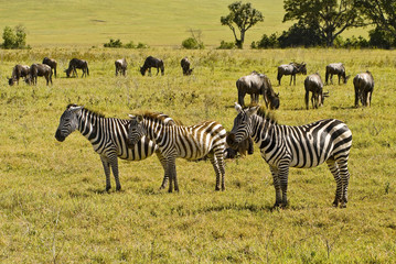 Fototapeta na wymiar Zebra Gnu Herde