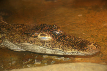 Crocodile
