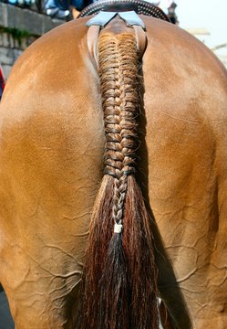 Queue tr&eacute;ss&eacute;e