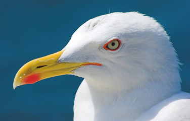 Portrait of a seagull close up