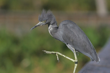 Little Blue Heron (Egretta caerulea) in the Florida Everglades