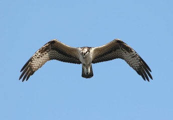 Osprey (pandion haliaetus) In Flight
