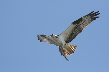 Osprey (pandion haliaetus) In Flight With A Fish