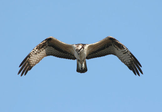 Osprey (pandion haliaetus) In Flight