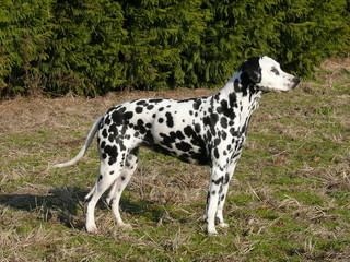 dalmata_03