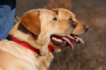 Two labrador dogs with red neckpiece
