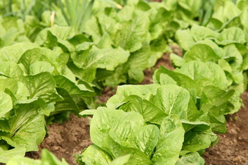 Lettuce bed
