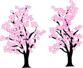 Fototapeta premium Cherry Blossom Trees