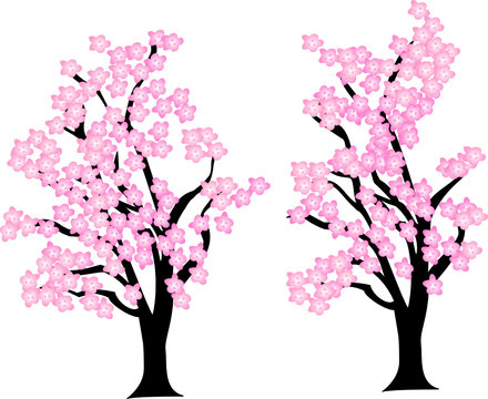 Cherry Blossom Trees