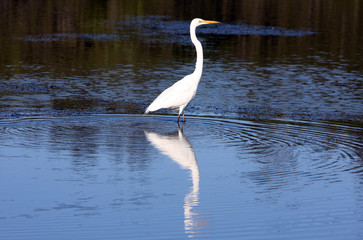 Heron on water