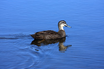 A duck swimming on the water