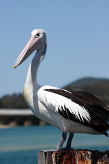 Watchful Pelican
