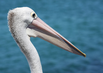 Pelican Closeup