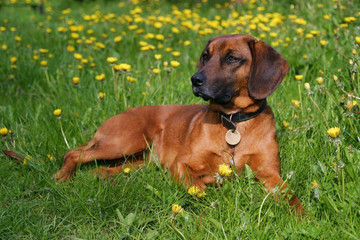 one dog in bloom meadow
