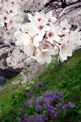 Cherry blossom in Japan