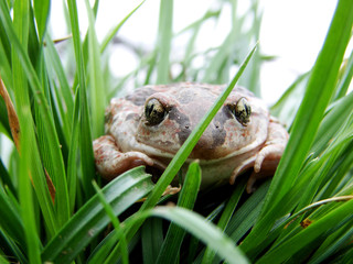 toad
