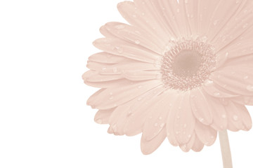 Gerbera Wasserzeichen