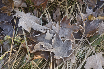 france,île de france,forêt : herbe & feuilles sous le givre hive