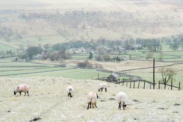 Sheep on a hill