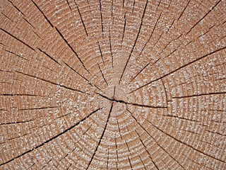 Fototapeta premium baumscheibe