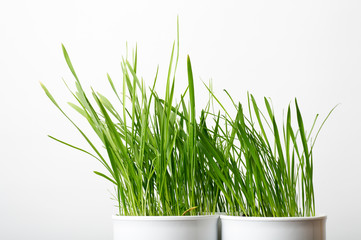 Obraz premium green grass in the white pot, shallow DOF
