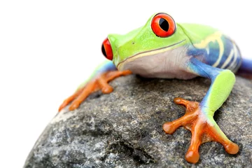 Crédence de cuisine en verre imprimé Grenouille frog on a rock isolated