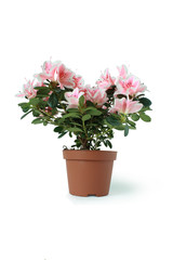 Indoor plant with pink flowers in brown flowerpot