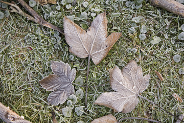 france,île de france,forêt : herbe & feuille sous le givre hiver