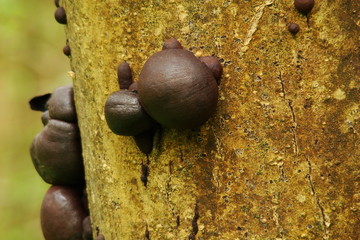 Daldinia concentrica sur un tronc,Aisne