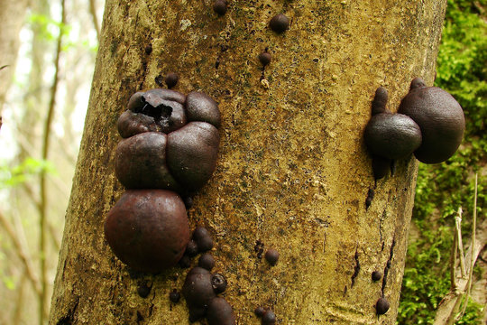 Daldinia concentrica sur un tronc,Aisne
