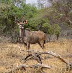 Obraz na płótnie Canvas Greater kudu