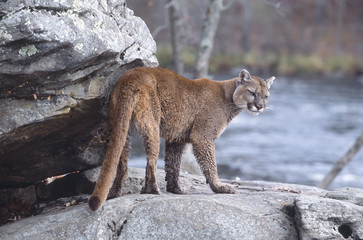 Naklejka premium Wet and mad couger at rivers edge