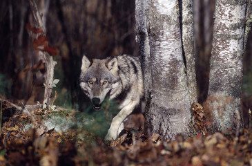Grijze wolf in het bos
