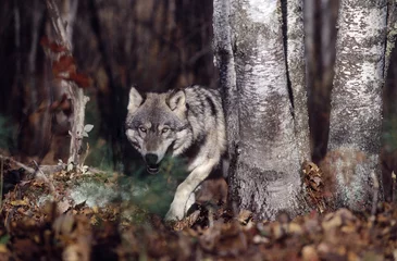 Photo sur Plexiglas Loup Loup gris en forêt