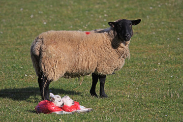 Lambs with raincoats on