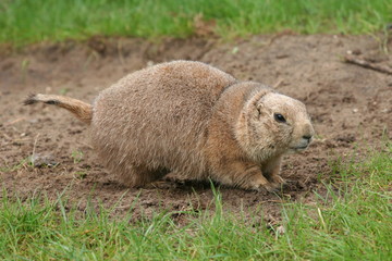 praire dog