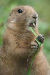 prairie dog