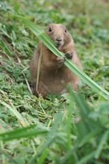prairie dog