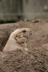 prairie dog